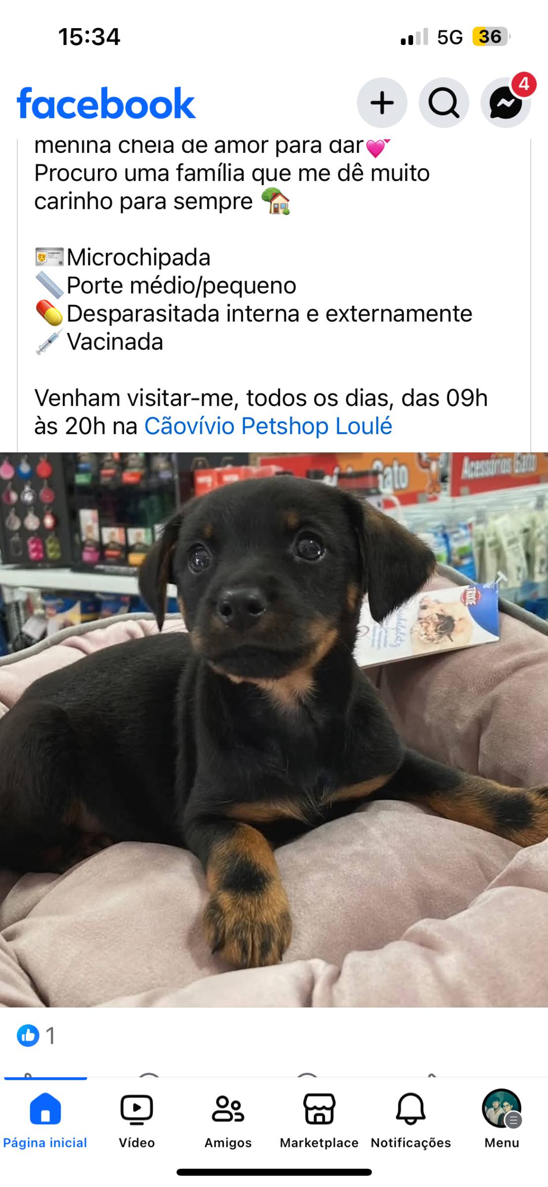 I&J Garden Service - Loulé - Remoção de Tronco de Árvore