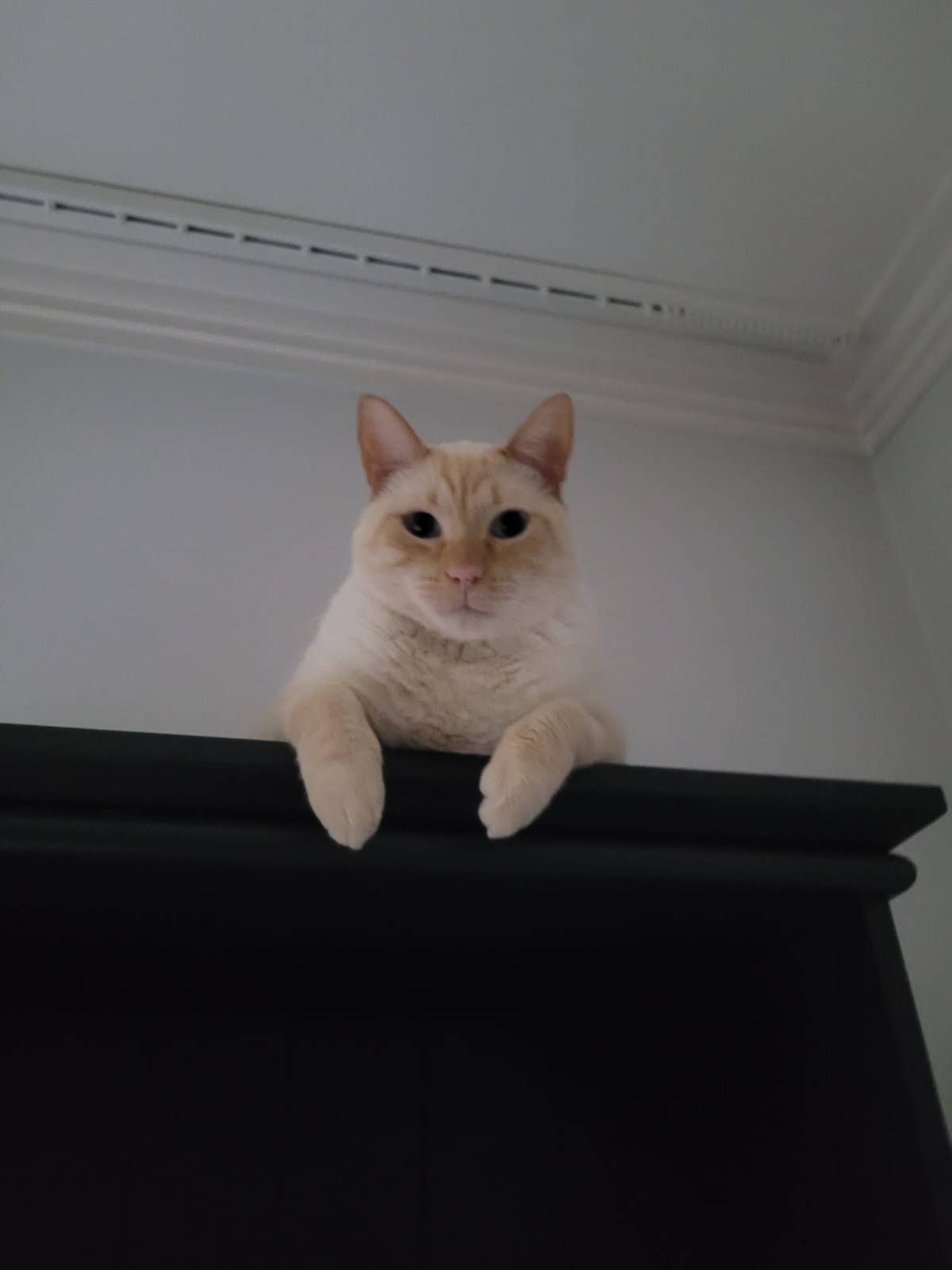 Casa de Gato - Braga - Haustiere - Pflege