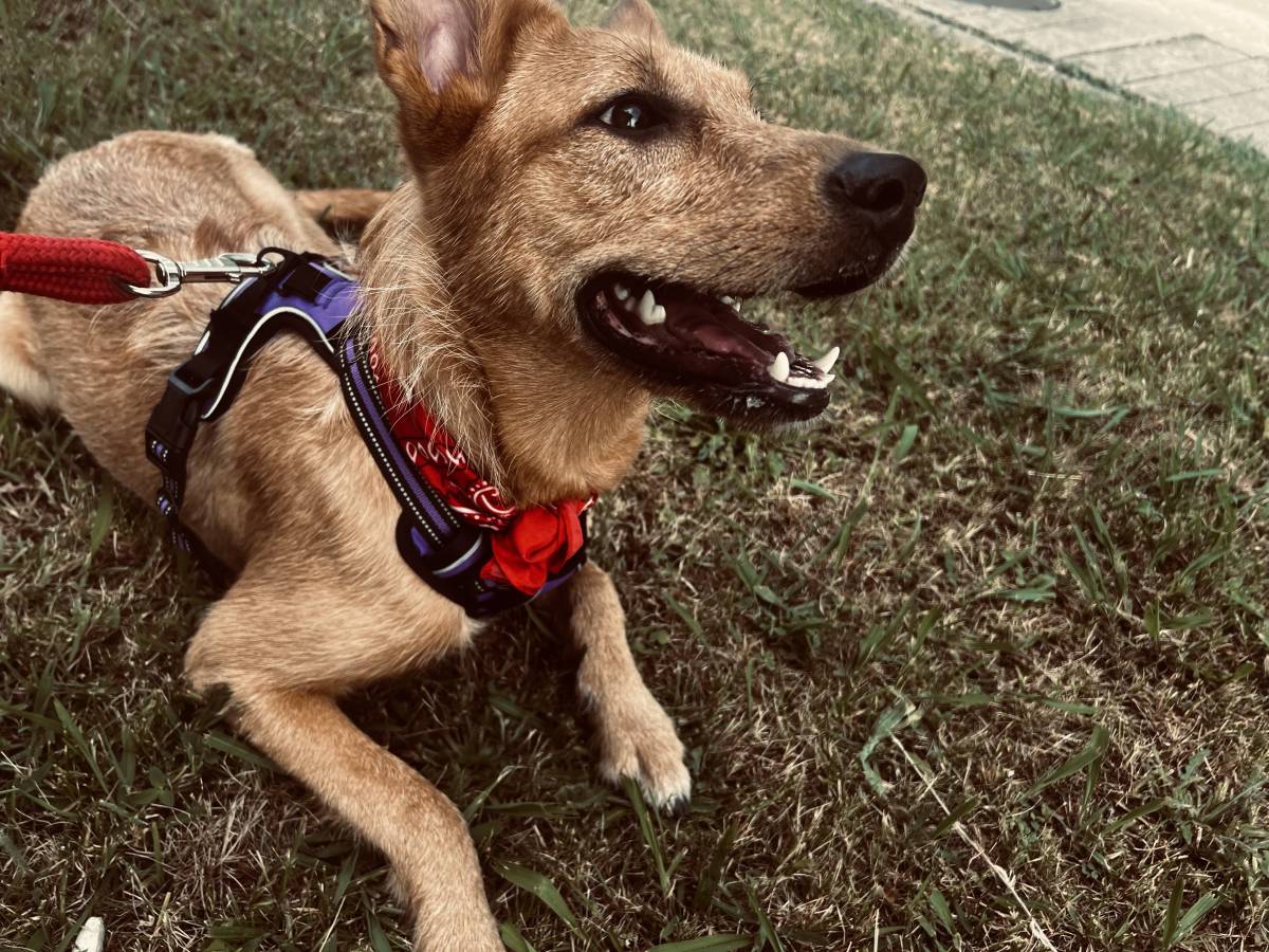 Lara Silva - Gondomar - Hospedaje de perros
