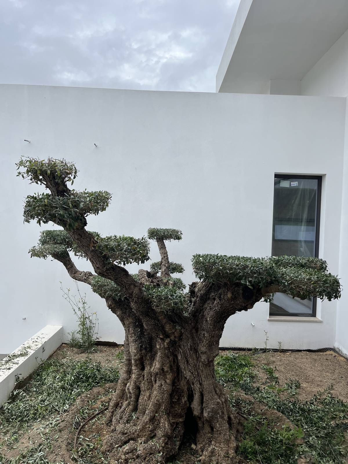 I&J Garden Service - Loulé - Remoção de Ervas Daninhas
