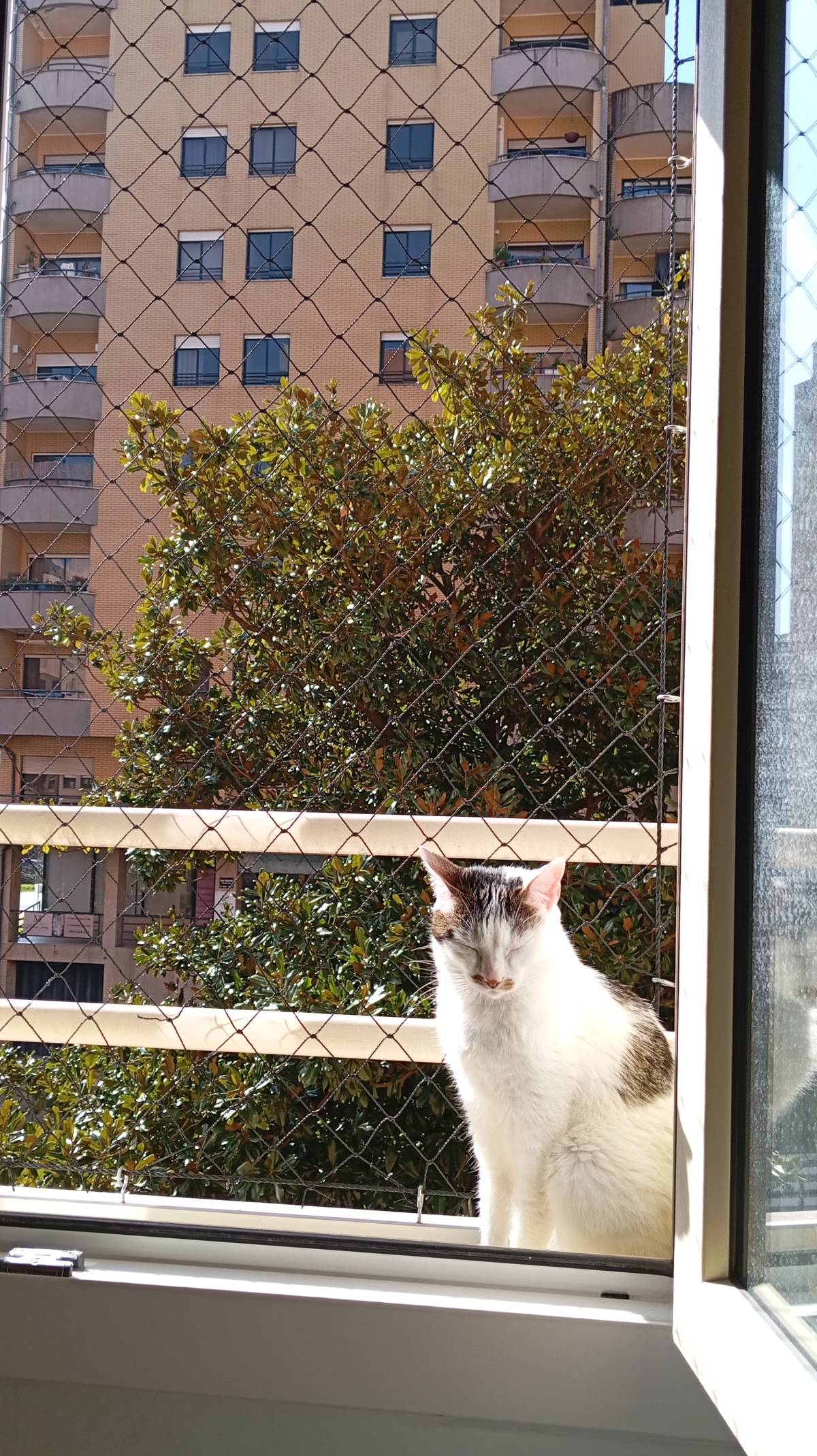 Casa de Gato - Braga - Katzensitter