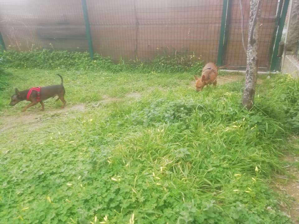 Mary - Vila Nova de Gaia - Pet Boarding and Daycare