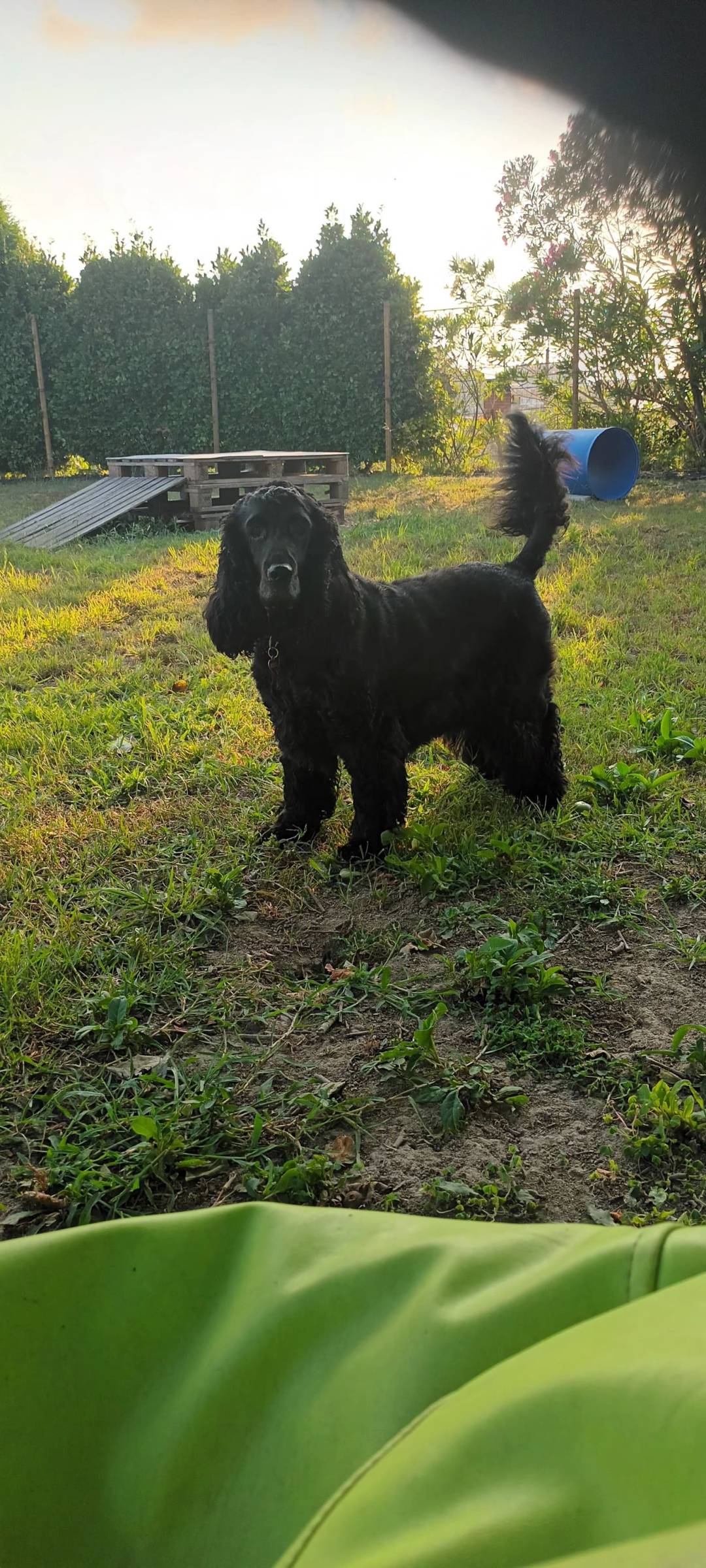 Mary - Vila Nova de Gaia - Dog Hotel