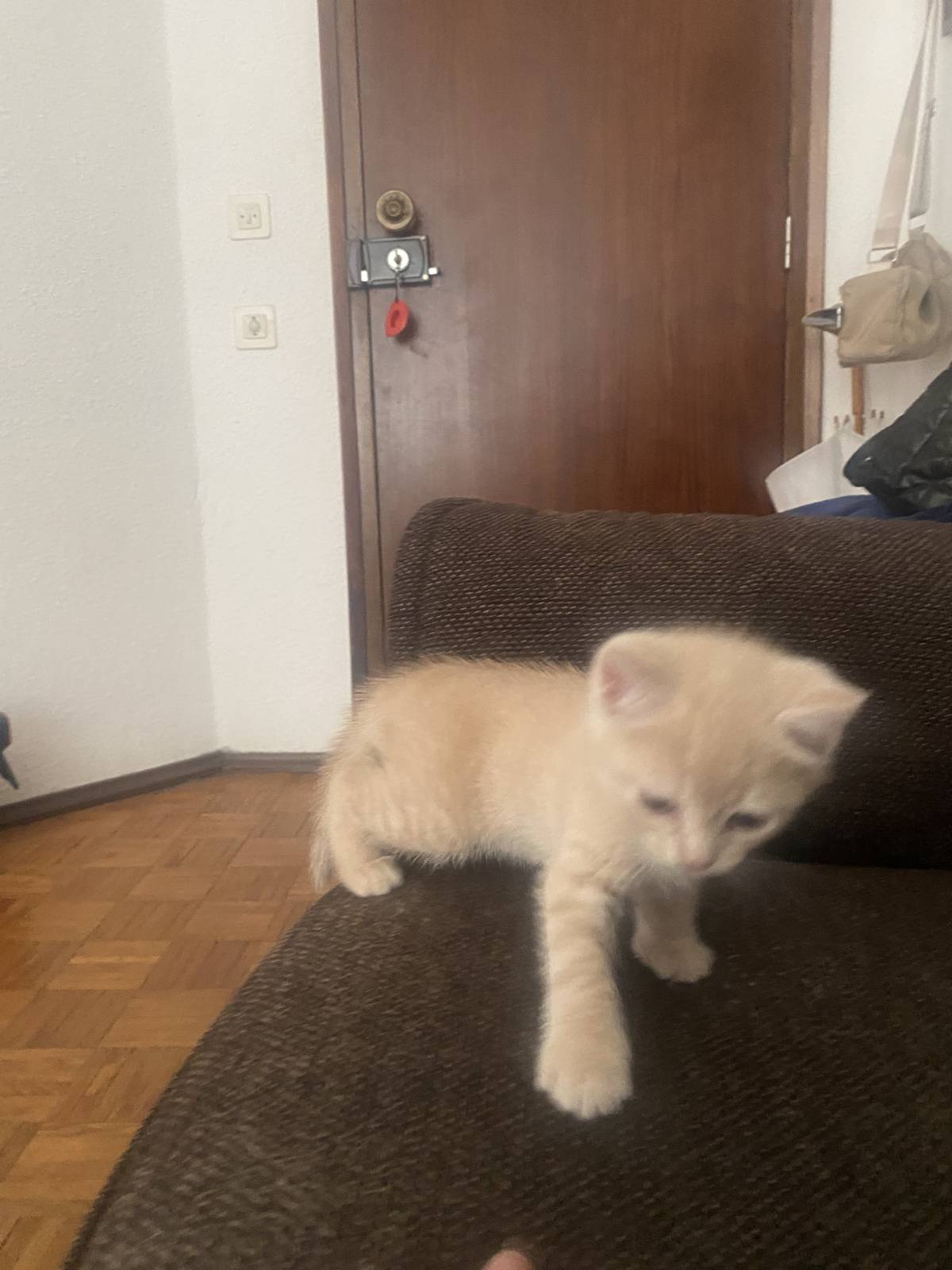 Heloísa Silveira - Portalegre - Banhos e Tosquias para Animais