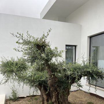 I&J Garden Service - Loulé - Instalação de Tapete de Relva