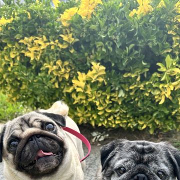Maria João - Maia - Dog Walking