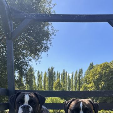 Maria João - Maia - Pet Sitting