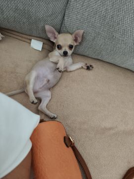 Hotel e Creche para Animais