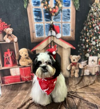 Dog Hotel