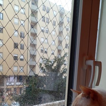 Casa de Gato - Braga - Hundesitter