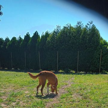 Mary - Vila Nova de Gaia - Dog Sitting