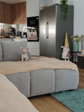 Hotel de Animais de Estimação - Hotel e Creche para Animais