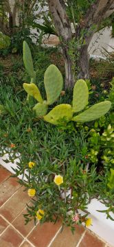 Jardinagem - Jardinagem e Relvados