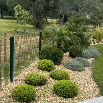 I&J Garden Service - Loulé - Plantação de Árvores