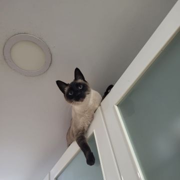 Casa de Gato - Braga - Haustierbetreuung