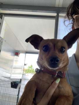 Matilde Barros - Porto - Dog Hotel