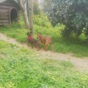 Mary - Vila Nova de Gaia - Pet Care and Grooming