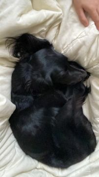 Dog Hotel