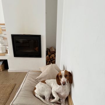 4patas - Vila Nova de Gaia - Garde de chiens