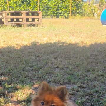 Mary - Vila Nova de Gaia - Baths and Grooming for Animals