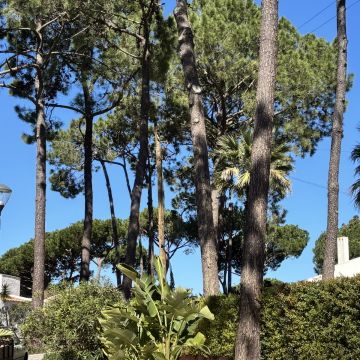 I&J Garden Service - Loulé - Colocação de Pedra