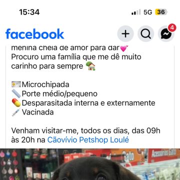I&J Garden Service - Loulé - Remoção de Tronco de Árvore