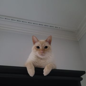 Casa de Gato - Braga - Haustiere - Pflege