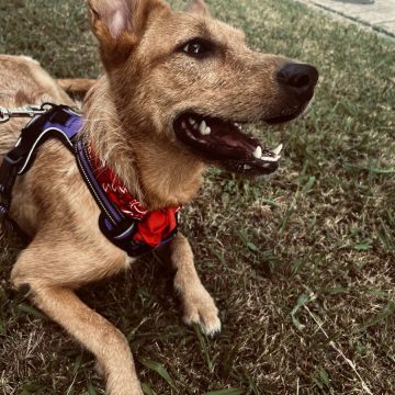 Lara Silva - Gondomar - Hospedaje de perros