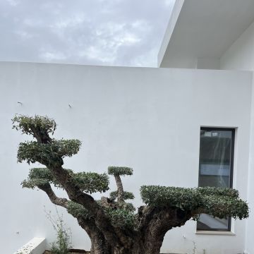 I&J Garden Service - Loulé - Remoção de Ervas Daninhas