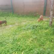 Mary - Vila Nova de Gaia - Pet Boarding and Daycare
