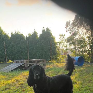 Mary - Vila Nova de Gaia - Dog Hotel