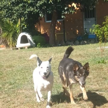 Mary - Vila Nova de Gaia - Dog Walking