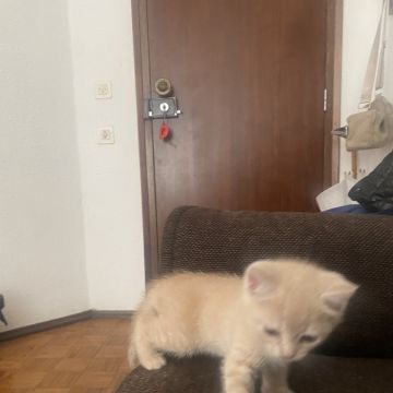 Heloísa Silveira - Portalegre - Banhos e Tosquias para Animais
