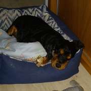 Mary - Vila Nova de Gaia - Pet Sitting