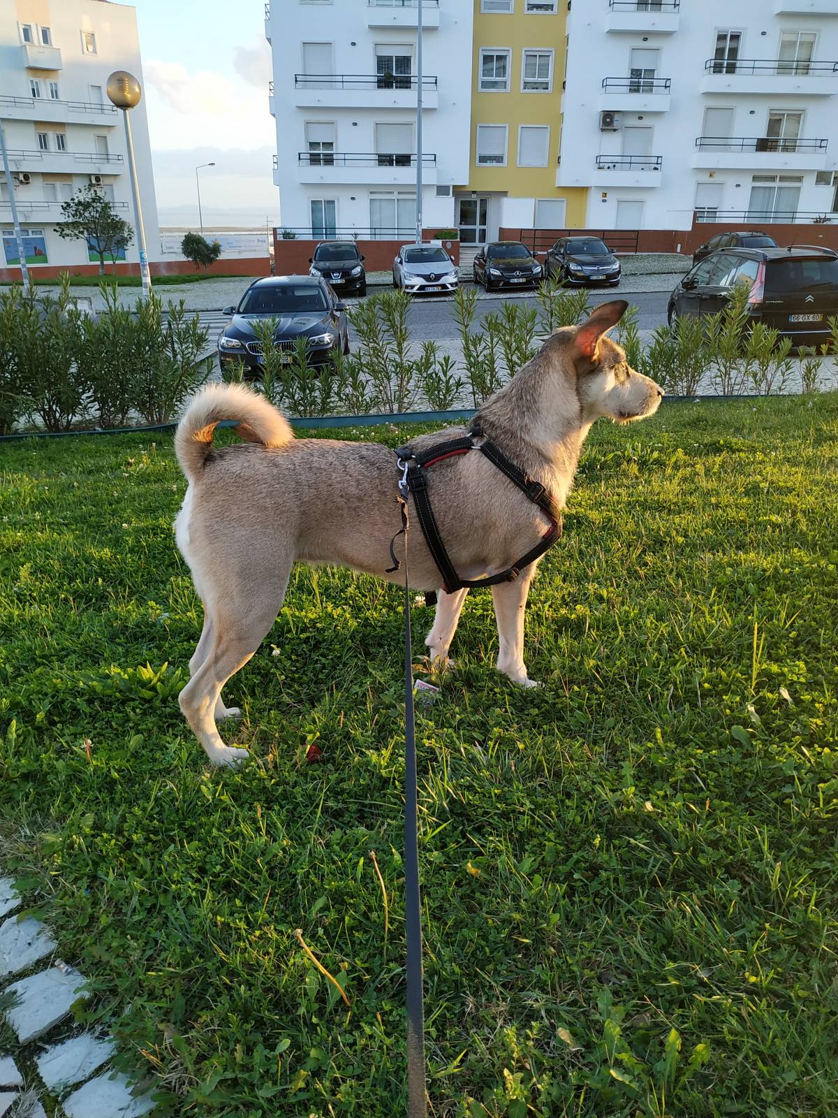 Jovem Empregada, limpezas, petsitting e petwalking - Baião - Cat Sitting