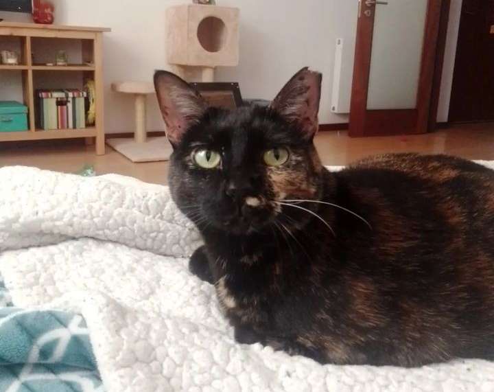 Ana & paws - Vila Nova de Gaia - Cat Sitting