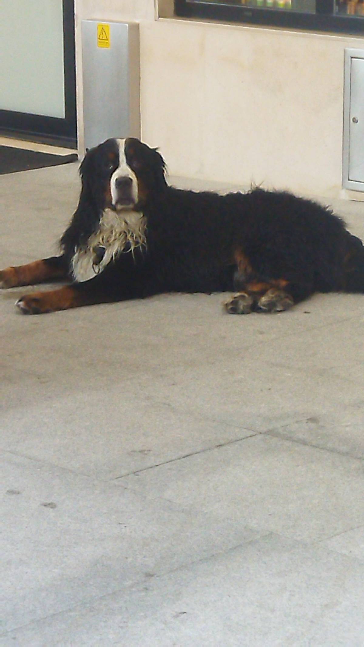 Lurdes F. - Matosinhos - Dog Sitting