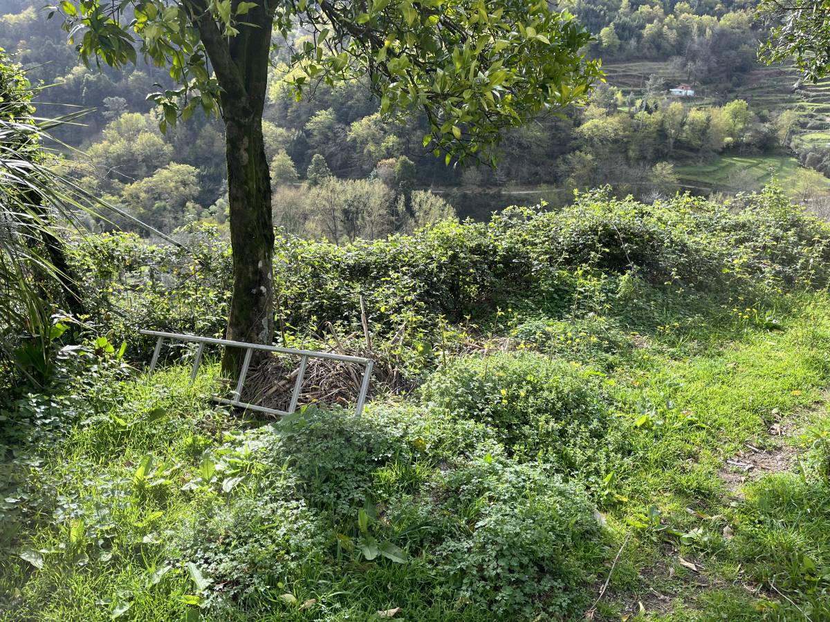 Serviços da Serra - Terras de Bouro - Trituración y eliminación de tocones