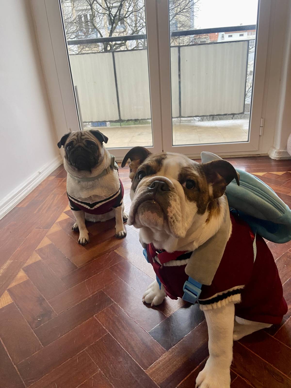 Tios da creche - Lisboa - Hotel para Cães