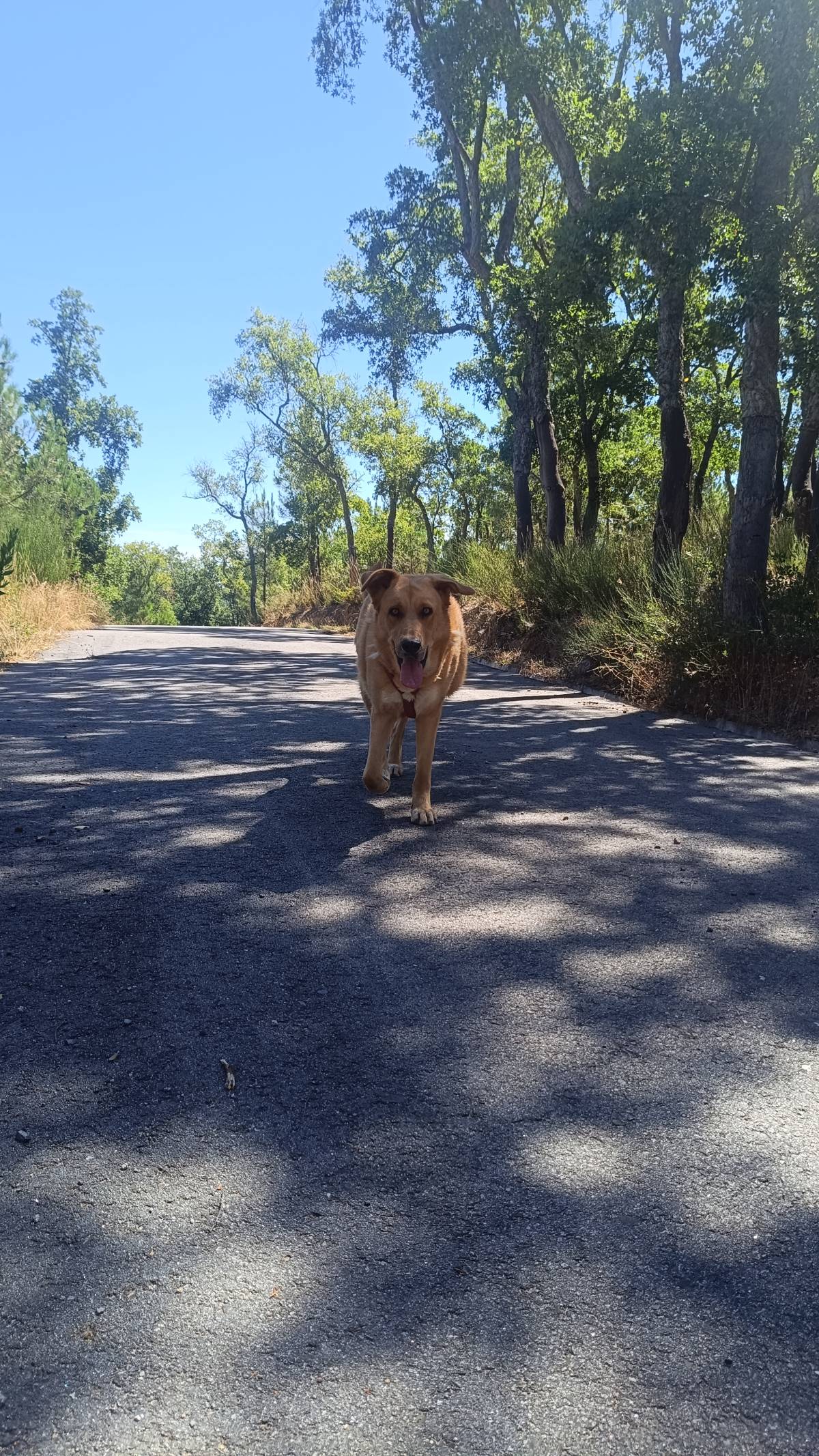 Jovem Empregada, limpezas, petsitting e petwalking - Baião - Property Cleanup
