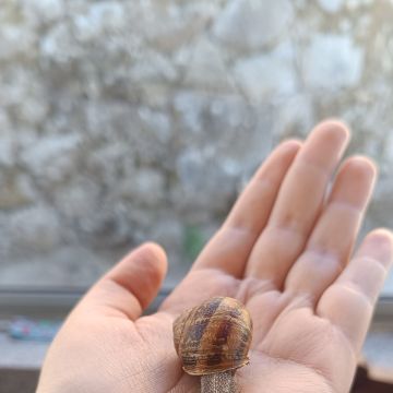 Cuidados para Animais de Estimação - Ines Angelo - Baião