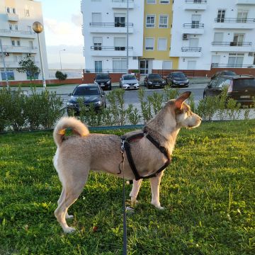 Hospedaje y guarderías de mascotas - Ines Angelo - Maipo