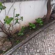 Andreia Silva - Vila Franca de Xira - Remoção de Arbustos