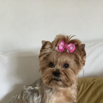 Catarina Costa - Coimbra - Garde de chiens