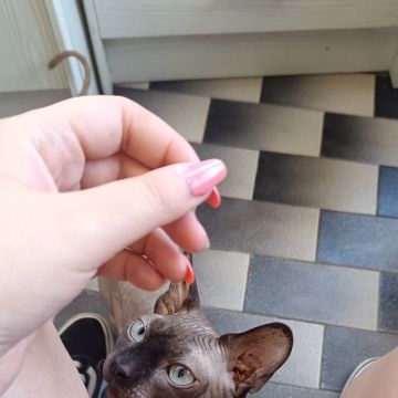 Jovem Empregada, limpezas, petsitting e petwalking - Baião - Deep or Spring Cleaning