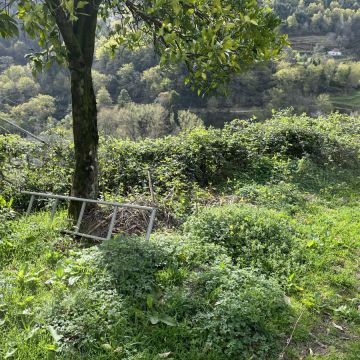 Serviços da Serra - Terras de Bouro - Trituración y eliminación de tocones