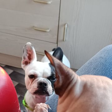 Jovem Empregada, limpezas, petsitting e petwalking - Baião - Commercial Cleaning