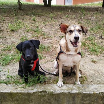 Cuidados y paseos de mascotas - Ines Angelo - Maipo