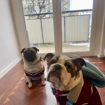 Tios da creche - Lisboa - Hotel para Cães