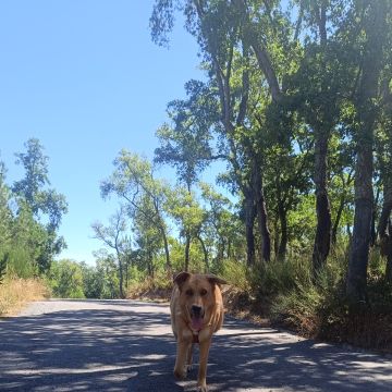 Jovem Empregada, limpezas, petsitting e petwalking - Baião - Property Cleanup